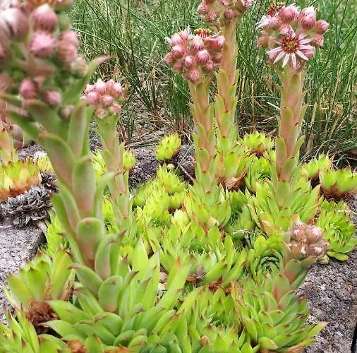 Gartenhaus Haufe Tatil Evi Quedlinburg